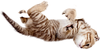 kitten-upside-down