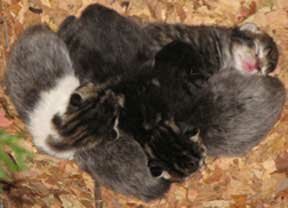 kitten-nest